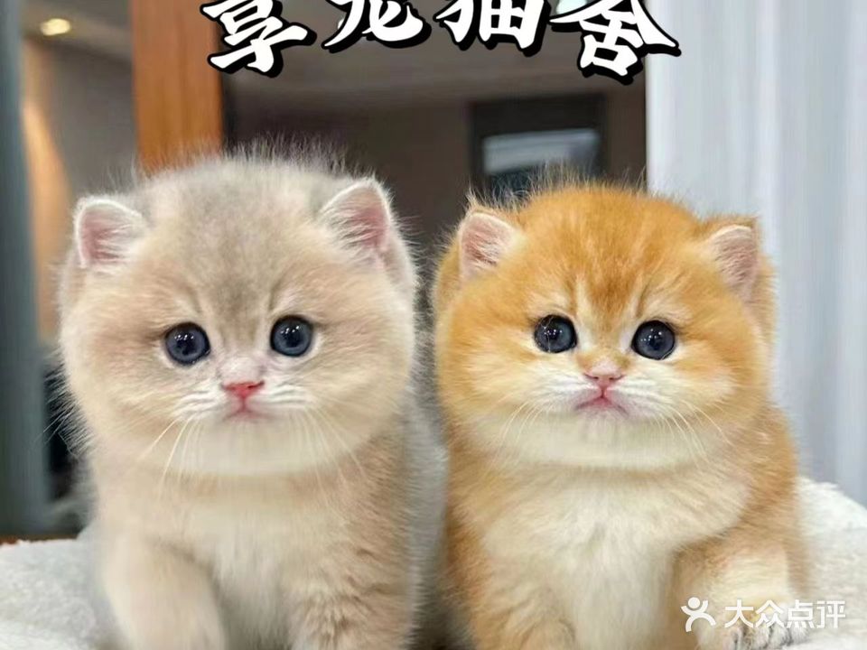 享宠猫舍宠物店(佳源巴黎都市店)