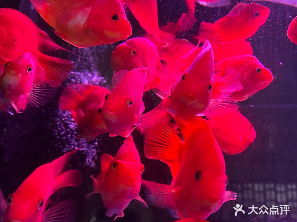 金旺水族(新梅子园店)