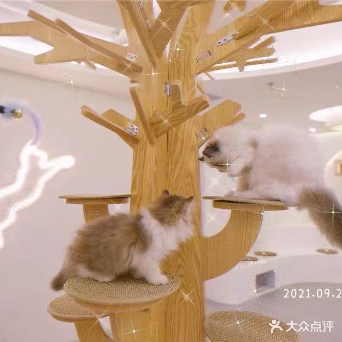 爱尚宠·猫咖派对