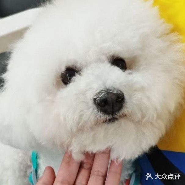 喵与汪宠物会所(玉林总店)