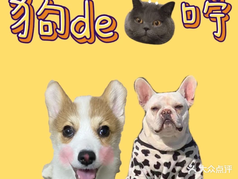 狗的猫咛宠物店·宠物寄养