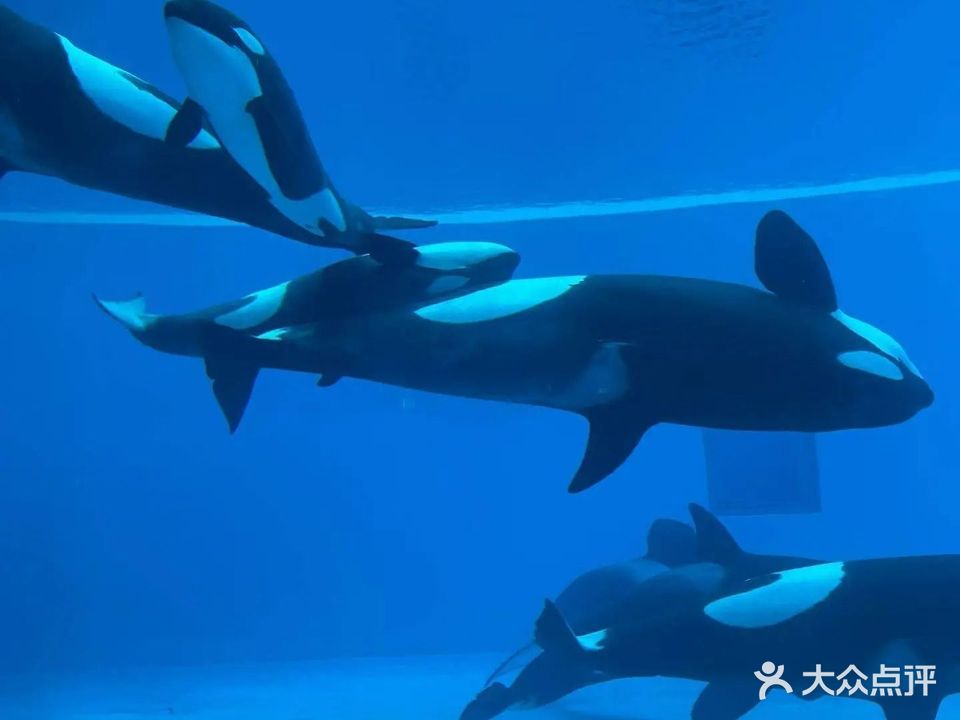 鲸生鲸世餐厅·超大虎鲸观景位(长隆飞船乐园店)