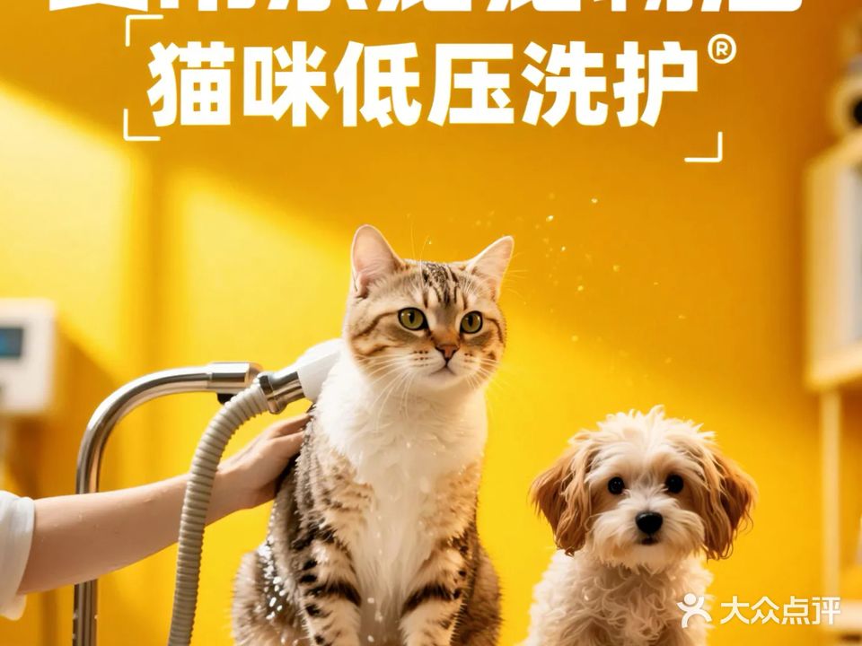 美希乐宠(临春河店)