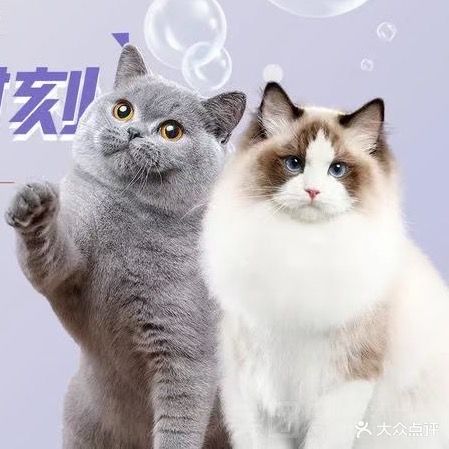 七安与猫宠物店