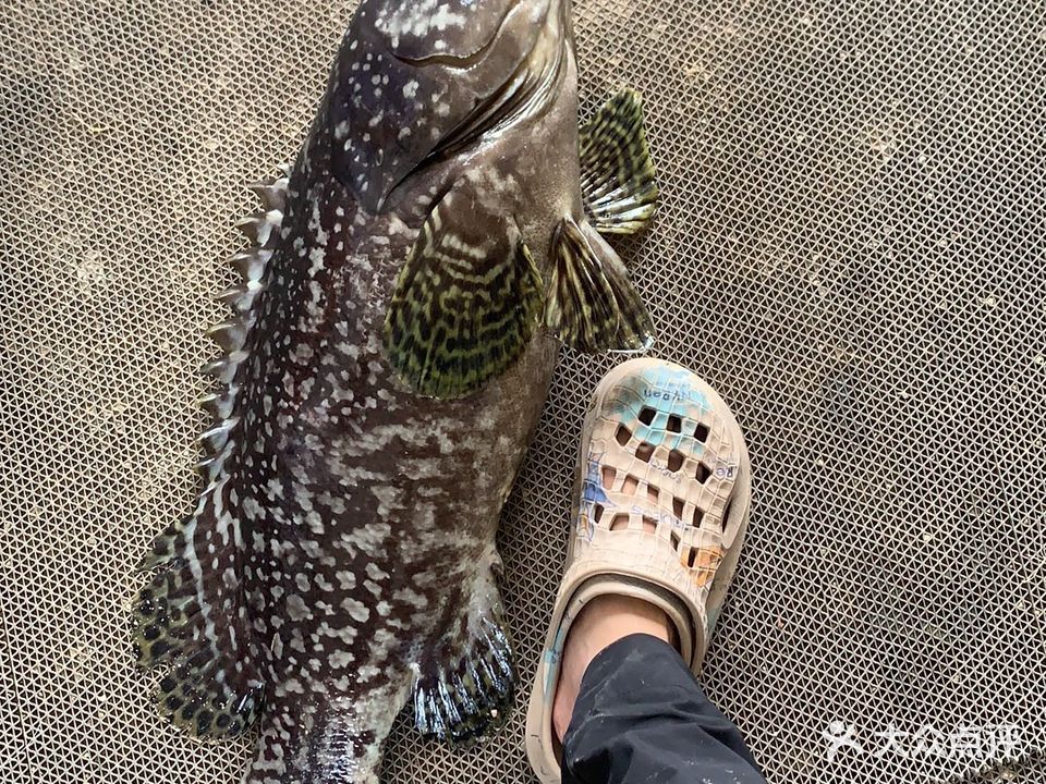 同安石斑路亚钓场