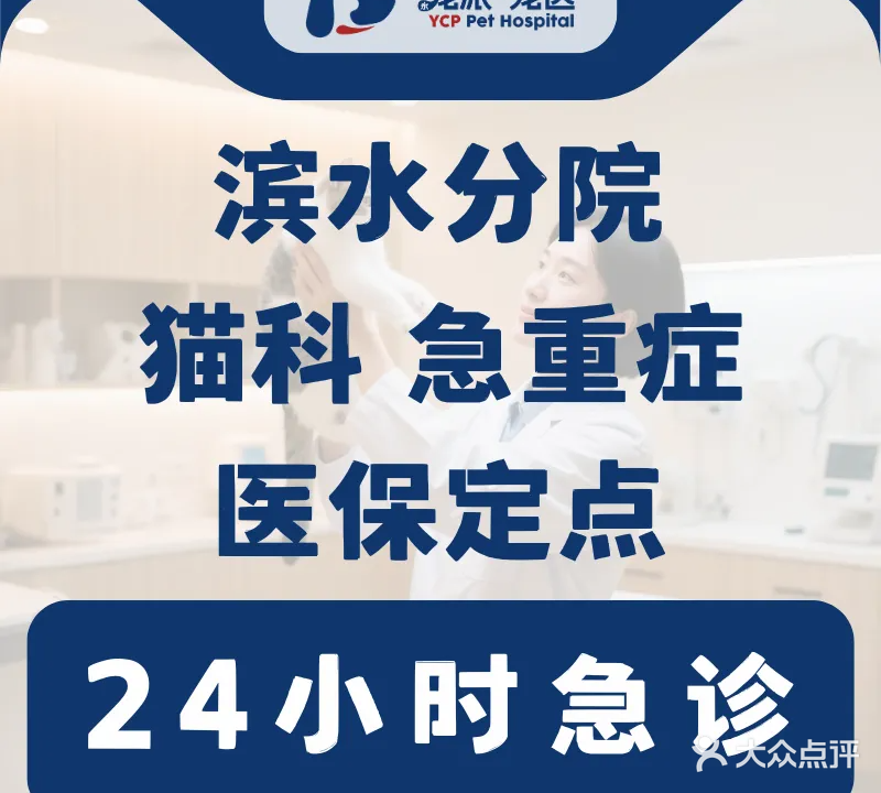 宠派·依心诺24h宠物医院(集大店)