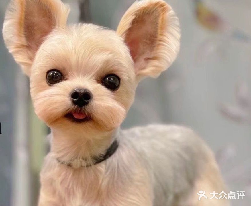 猫狗当家(颍河西路店)