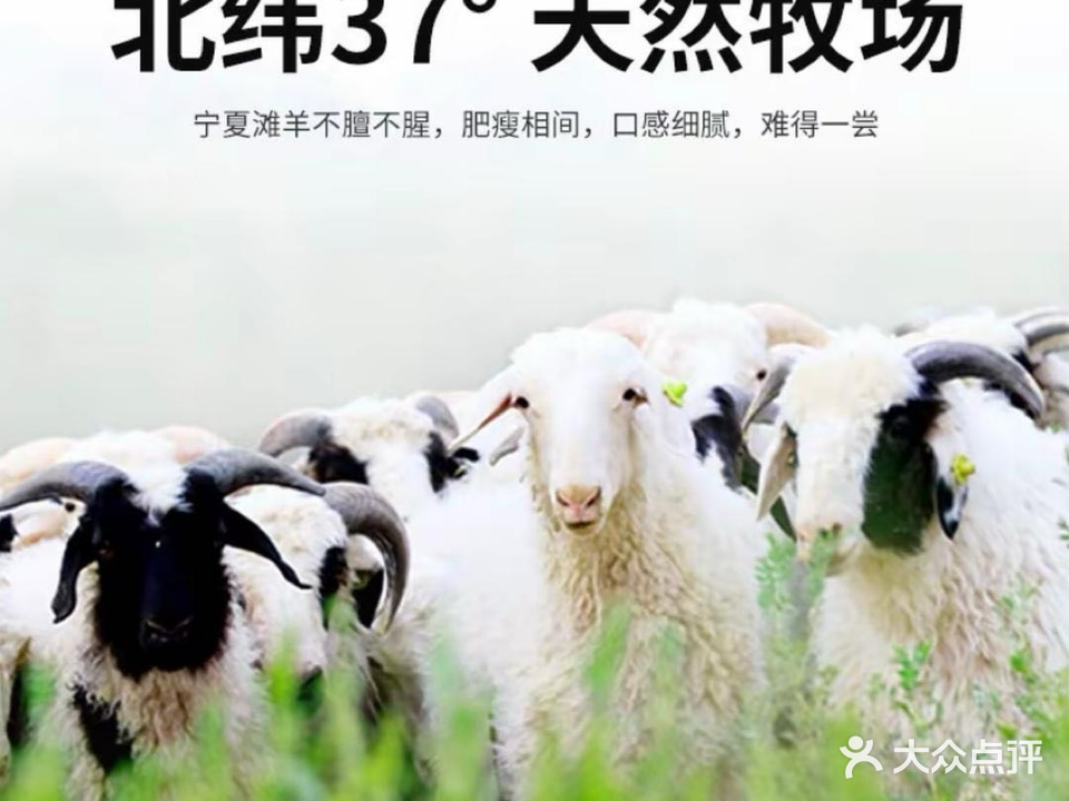 清真宁夏滩羊炭火烤肉(青环路店)