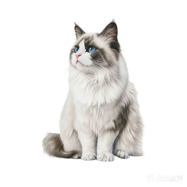 哆咪宠物·寄养洗护(茂名西城区状元食坊店)