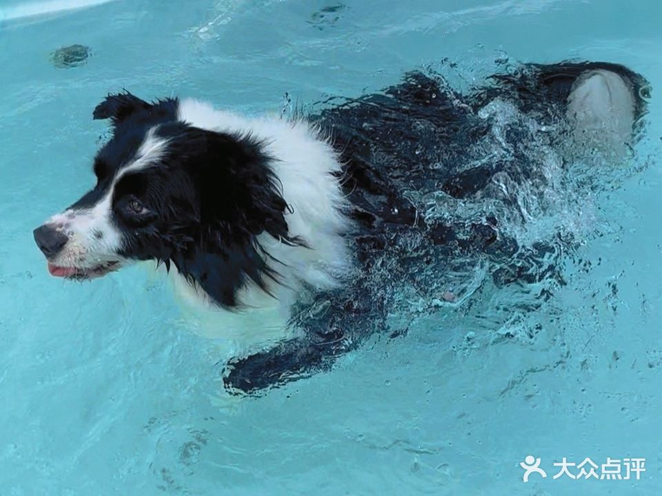 宠多星宠物乐园