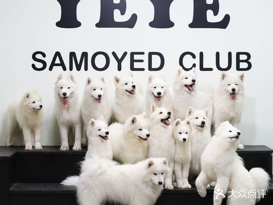 耶耶萨摩耶宠物馆