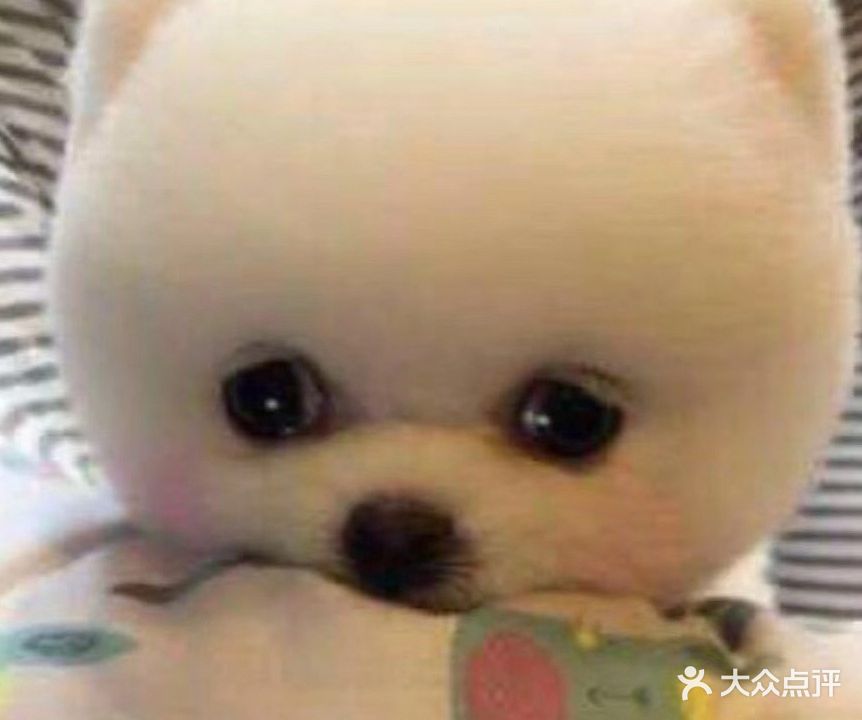 毛孩子宠物店(淮陈路店)