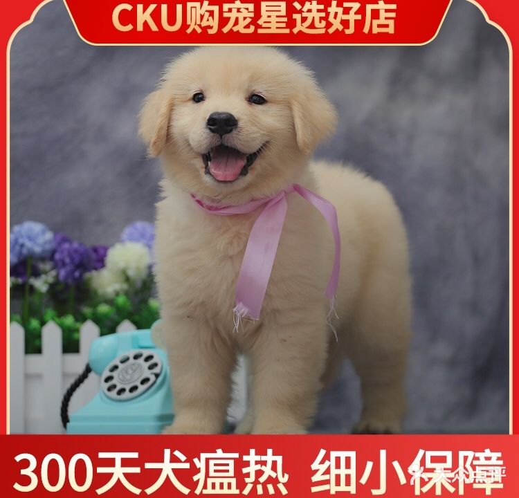 金色世家宠物训犬