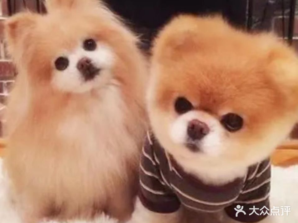 悦宠动物诊疗中心