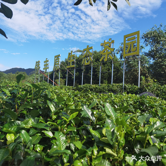 侨丰原生态茶园