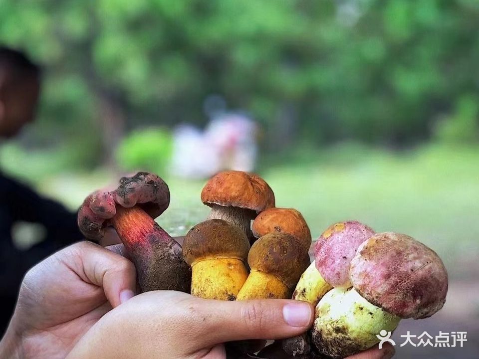 菌王妃·野生菌蒸汽火锅