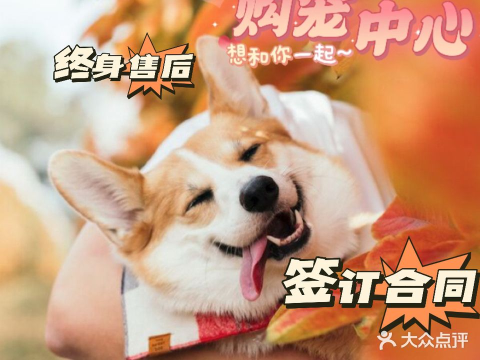 渡吉犬舍宠物工作室