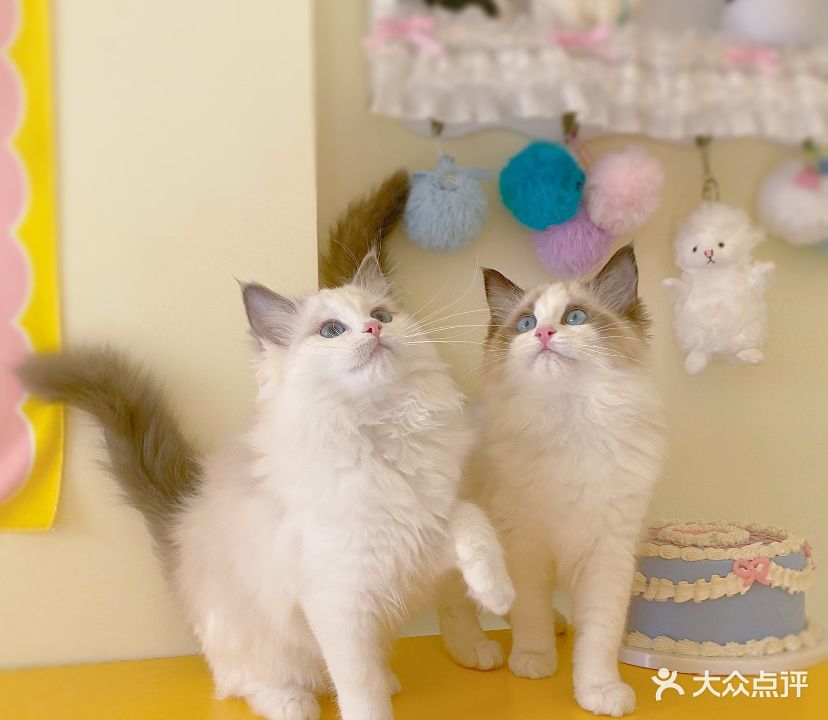 团子家猫咪猫咖馆·柯基·柯尔鸭