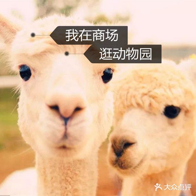 萌呀动物探索公园(泰盛广场店)