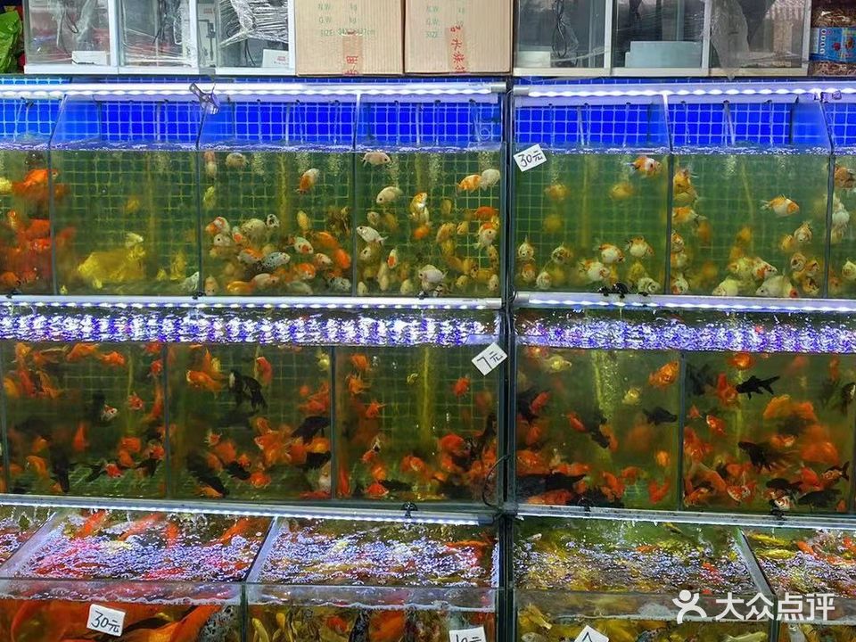 玲珑水族(岚灵花鸟市场店)