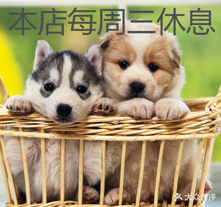 传奇宠物(园林小区金郁嘉园店)