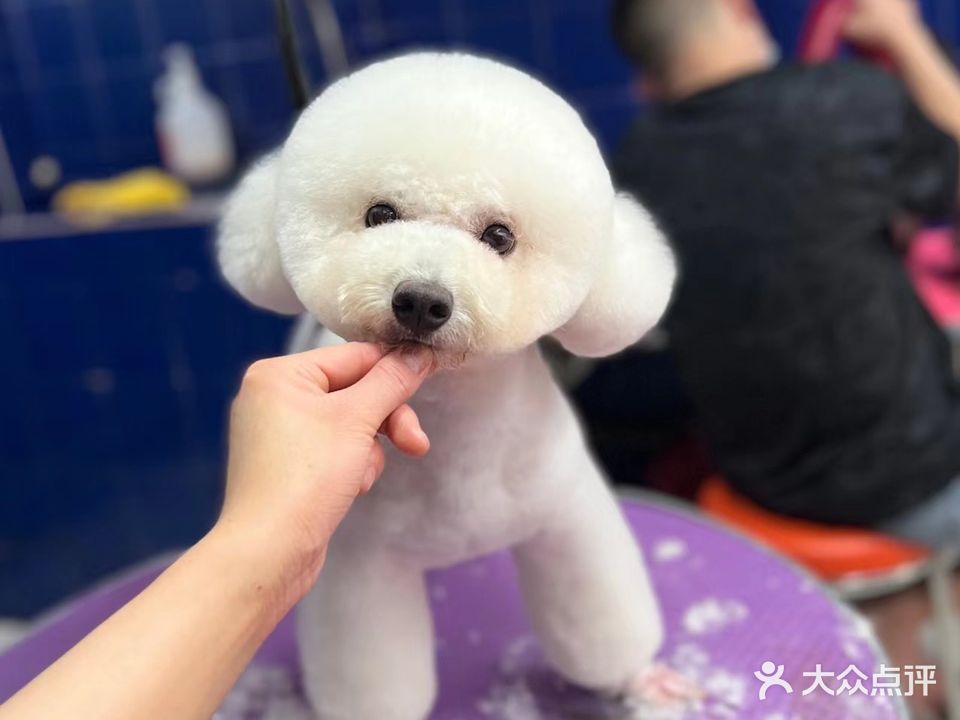 99屋宠物店东莞泰和商业街分店