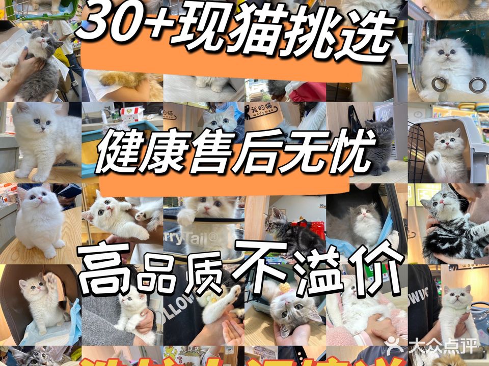 我家猫·猫馆(百年东街店)