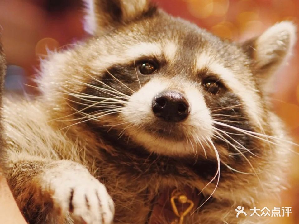 萌踪DreamOZ撸宠咖·猫咖·撸猫·浣熊(滨江道店)