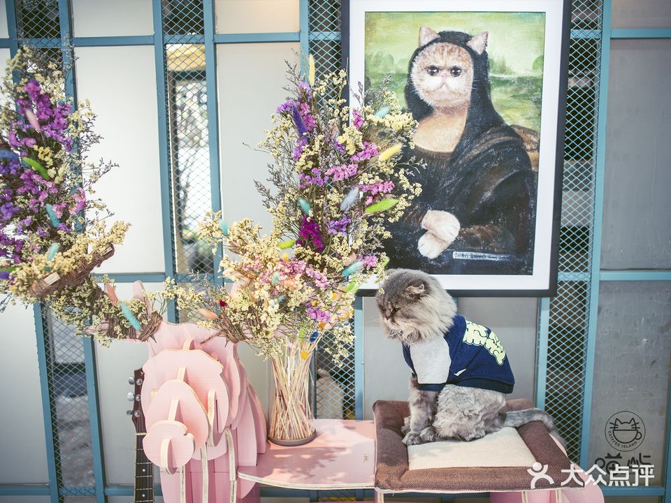 喵屿·大理花园猫咖