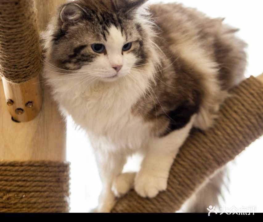 椿日时光猫咖(万达店)