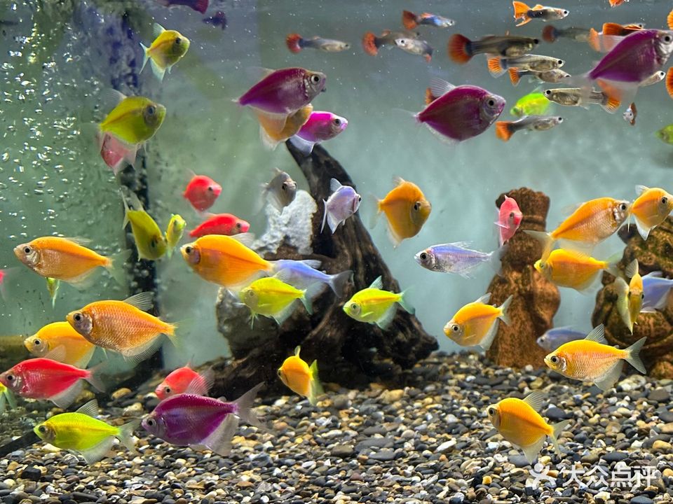 美达轩水族连锁(新华东路店)