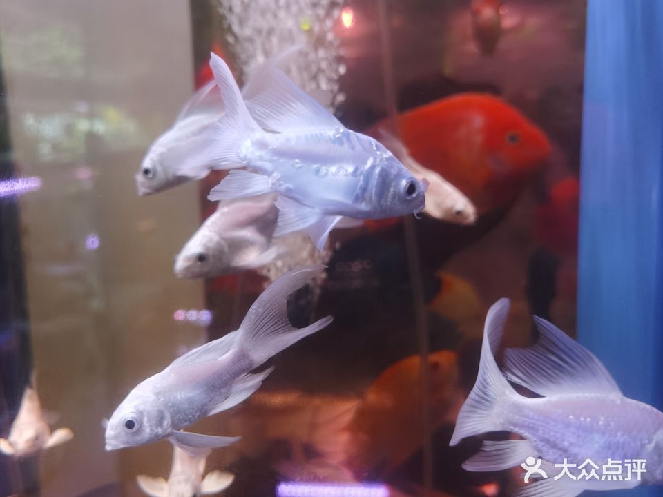 森森品牌鱼缸专卖店(番禺旗舰店)