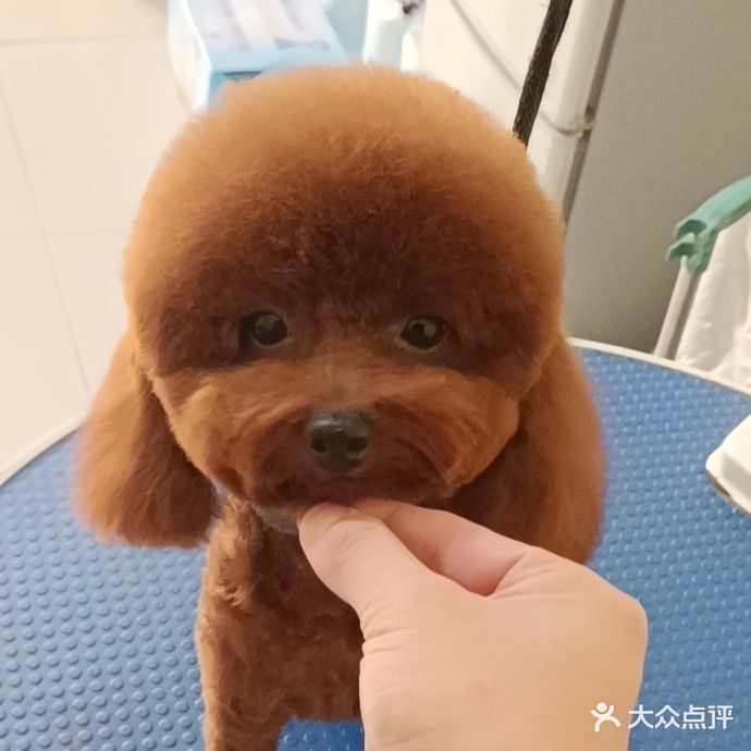 咪咕噜宠物