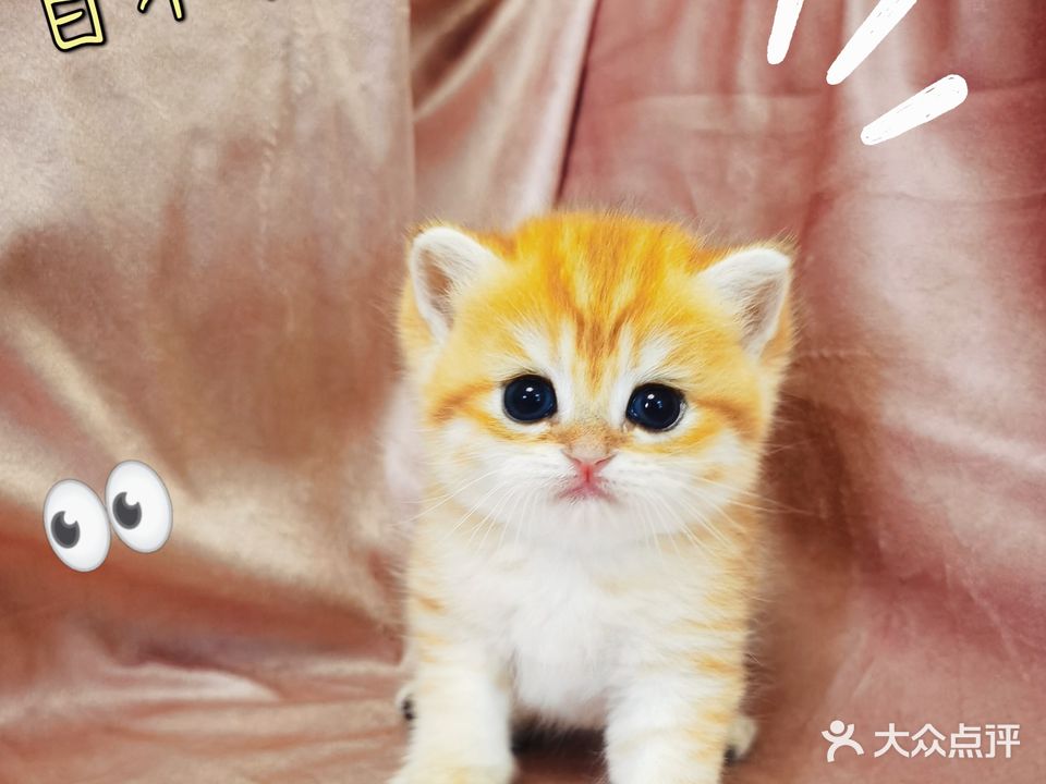 猫十七猫舍·洗护活体寄养撸毛(阳光天地店)