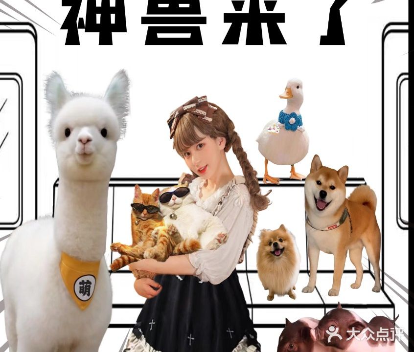 熊大宝·羊驼·猫咖·狗咖·柯尔鸭·小相助