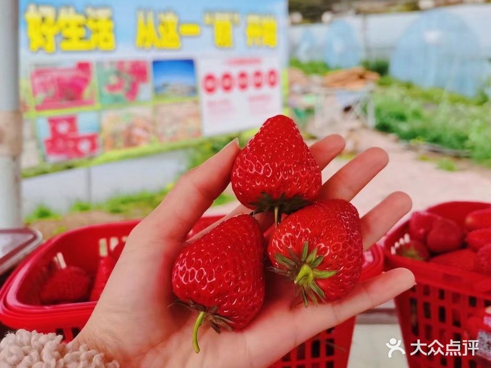 悦佳开心草莓采摘乐园·丰谷柴火鸡·坝坝茶
