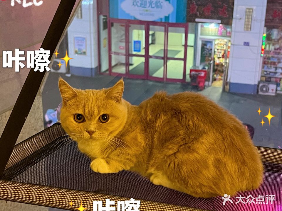 喵喵屋·猫咖·柯基不拆家·狗咖(大商城市广场店)
