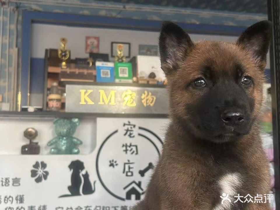 绿博园宠物寄养美容会所