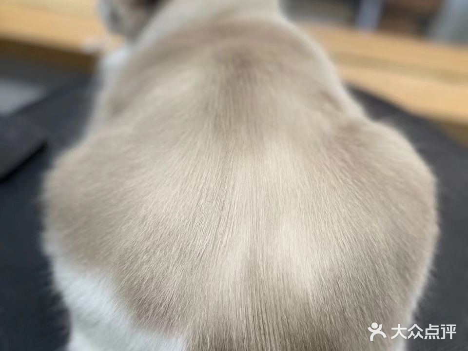 爱犬宠物生活馆(昌盛路店)