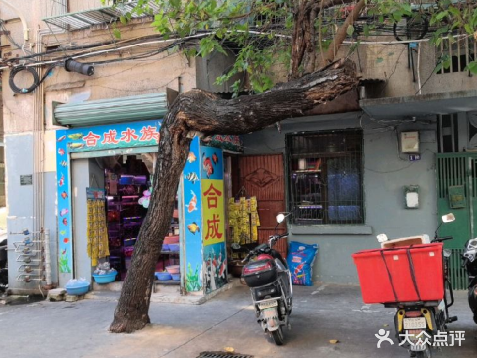合诚水族(认准店名)