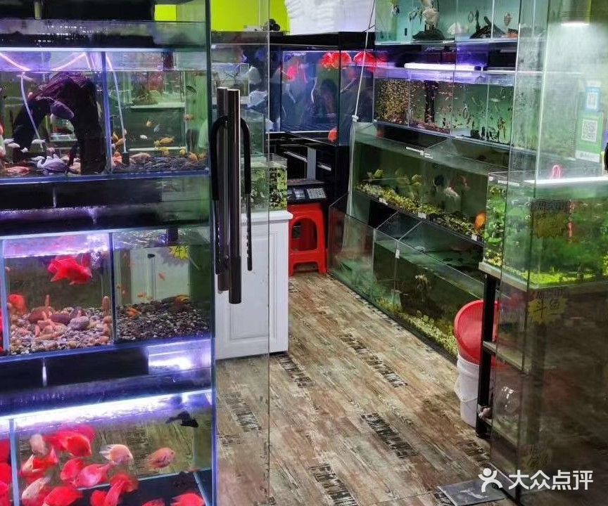 水族晨蓝
