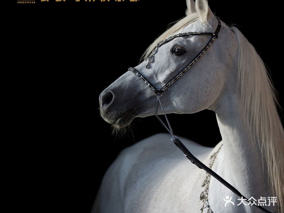 御骐马术俱乐部