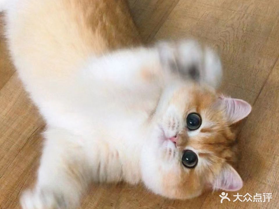 猫先生之家精品猫舍