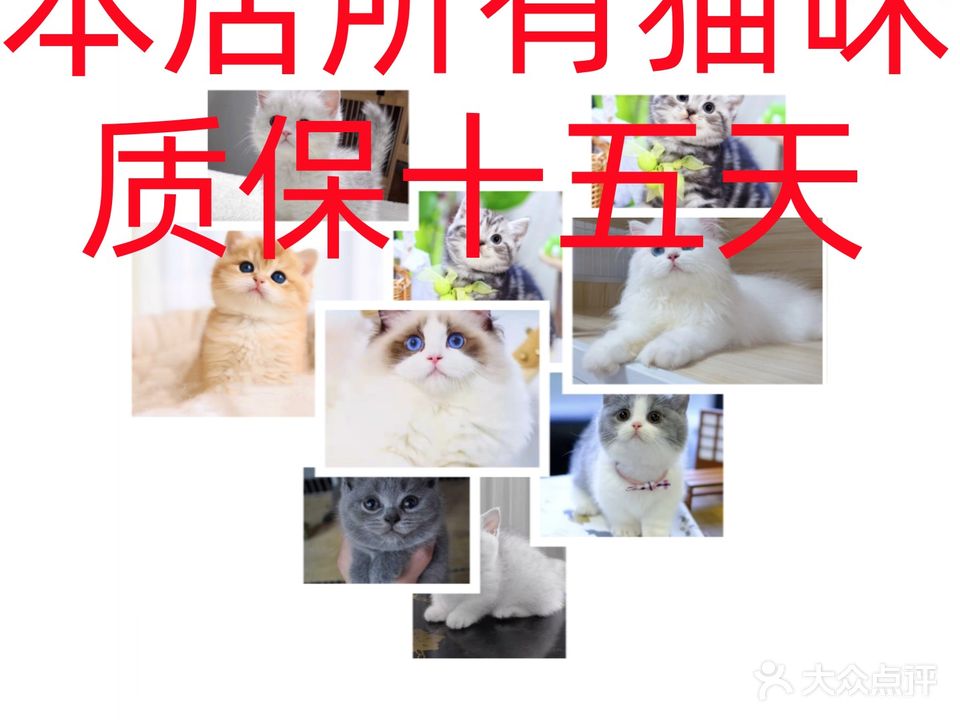 小v猫舍