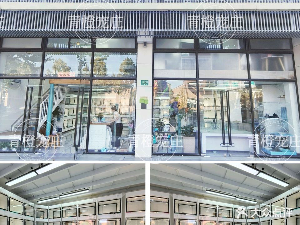 磬橙宠物店