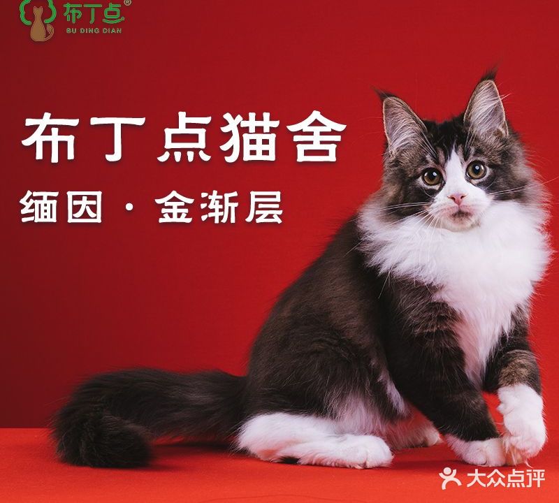 布丁点·赛级缅因猫(祥云小镇店)