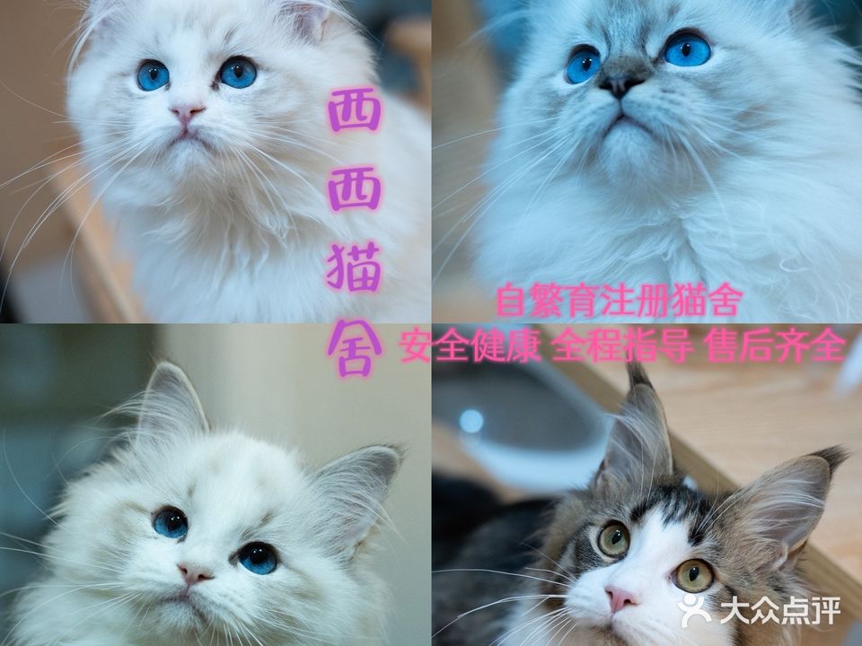 CHEERYCATS西西布偶猫舍