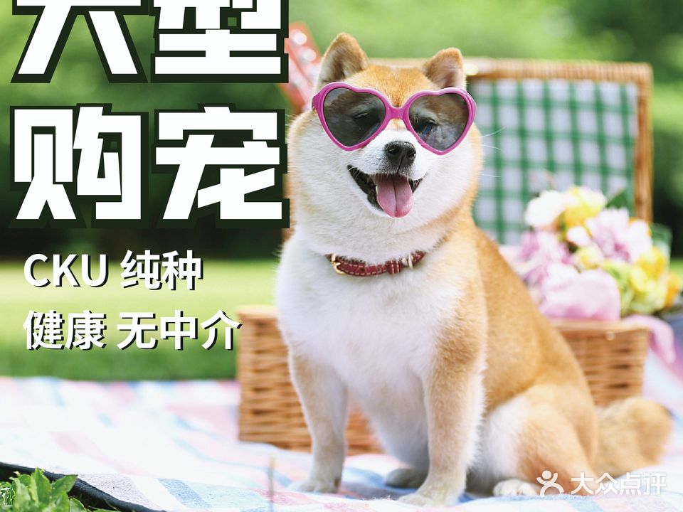 宫之宠宠物犬舍猫舍