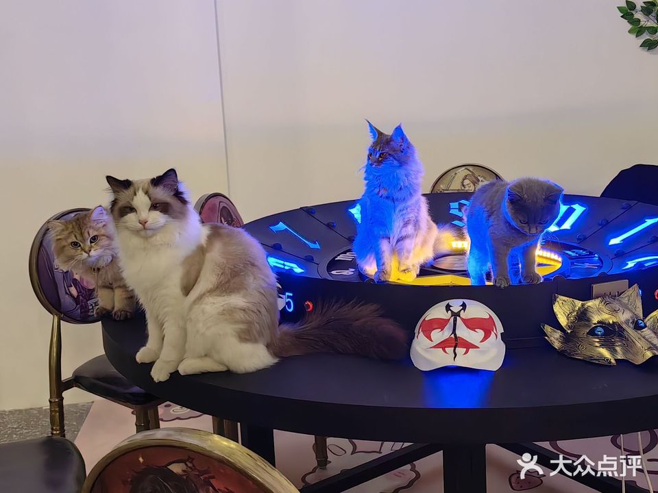 小尾巴·森林主题猫咖(万达广场店)