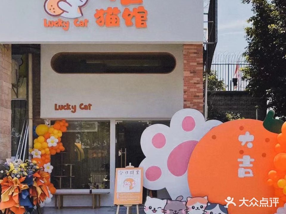 大吉猫馆·撸猫·猫咪专卖店